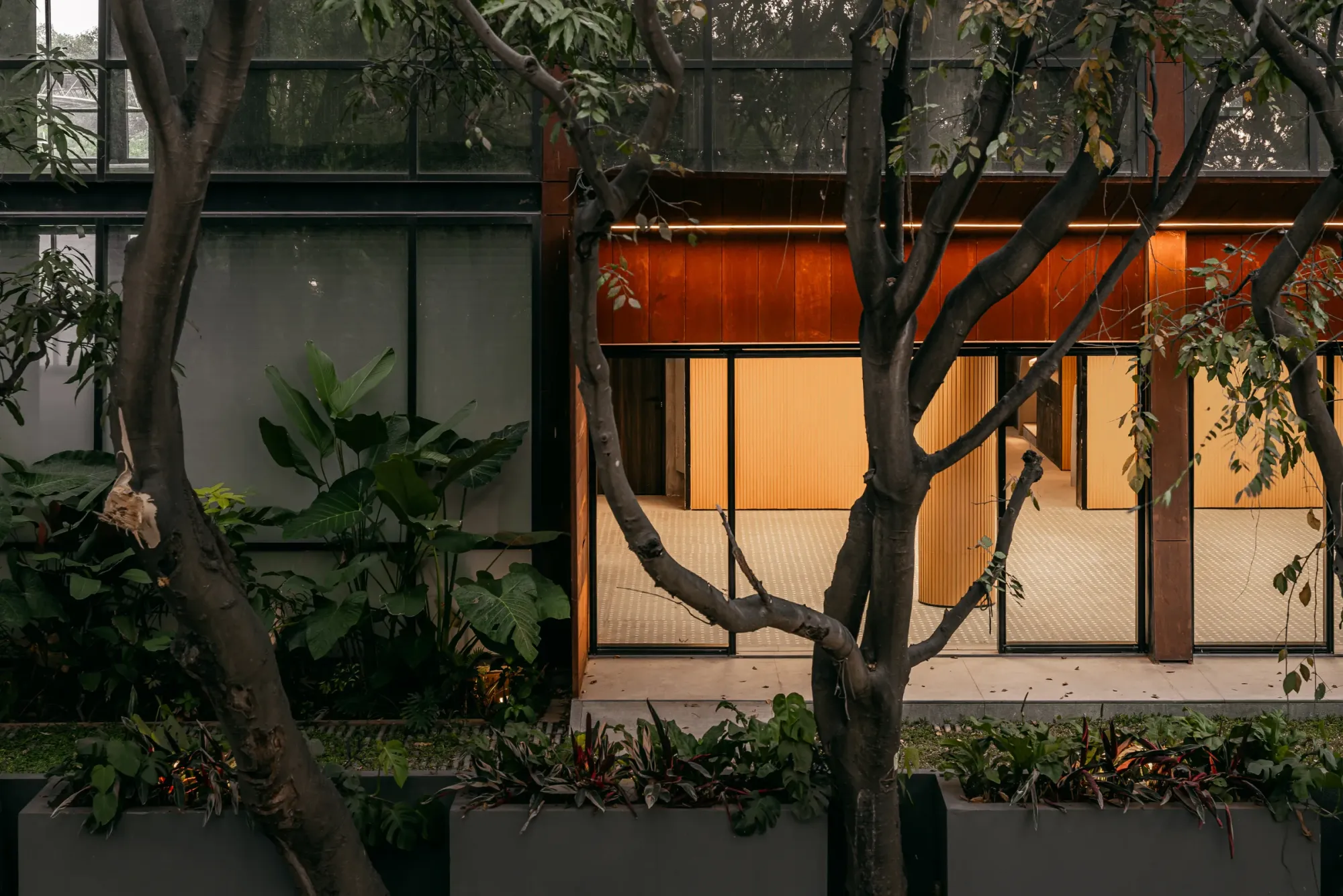 Tree Talk 6